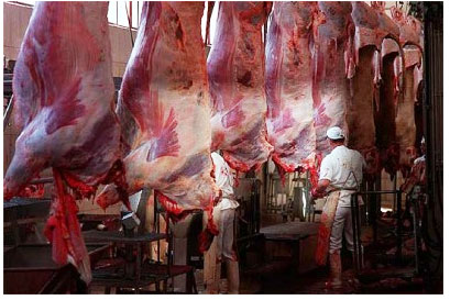 ADJUDICACIÓN DE OBRA PÚBLICA EN ALAVA «MATADERO MUNICIPAL DE LLODIO»